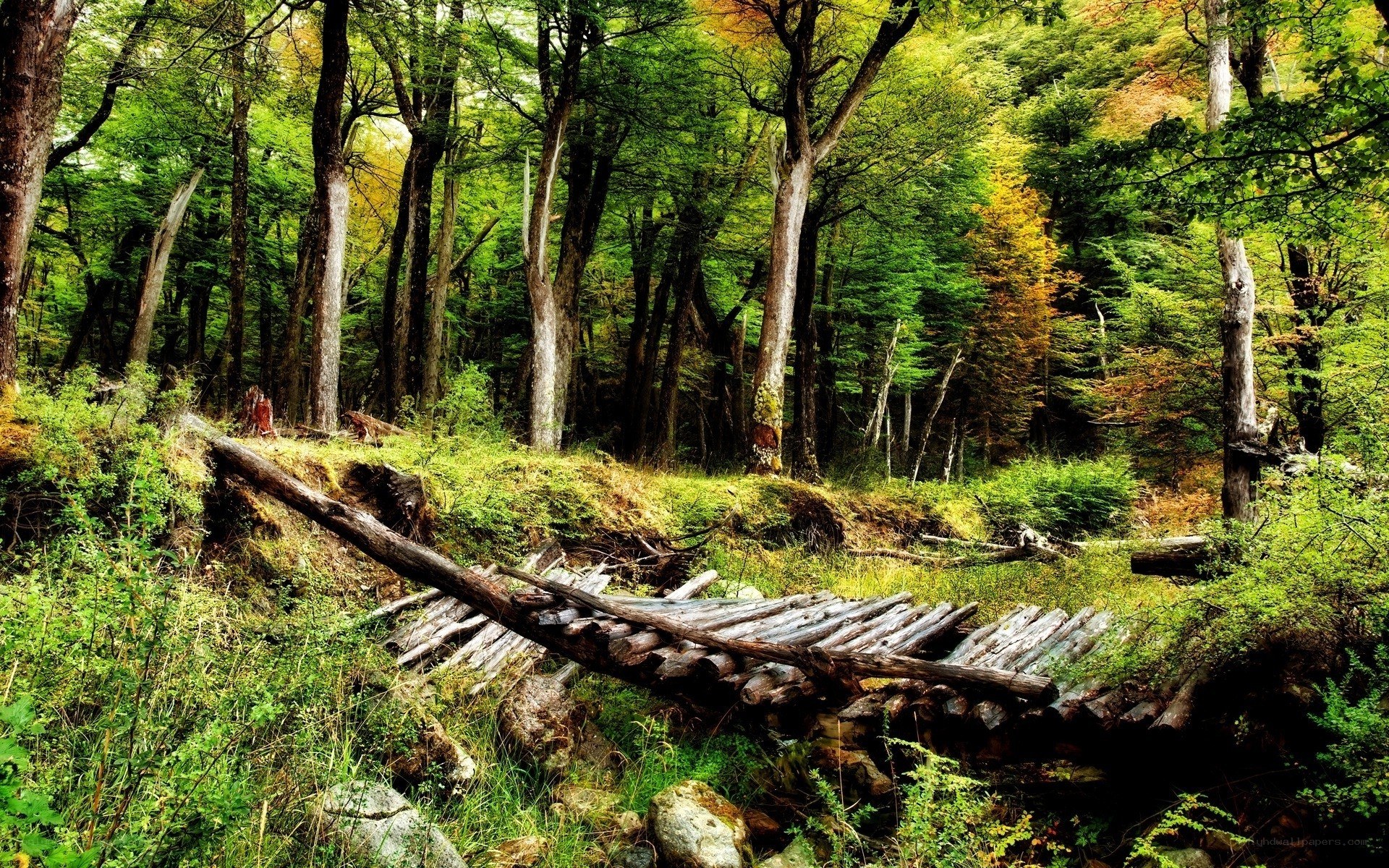 Abandoned wooden bridge in forest