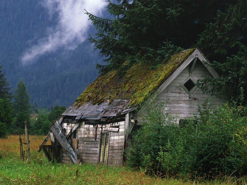 Abandoned Wooden Cabin — Green, Overcast