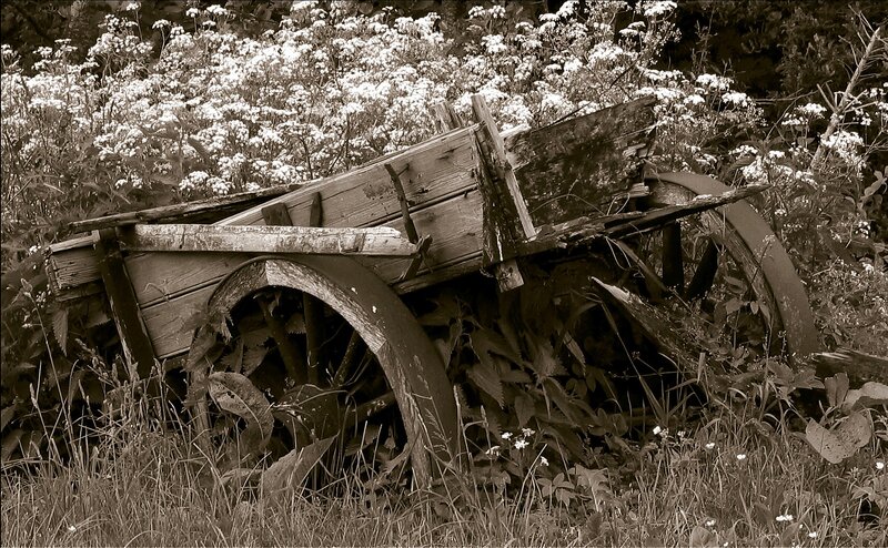 Abandoned wooden cart in overgrown field