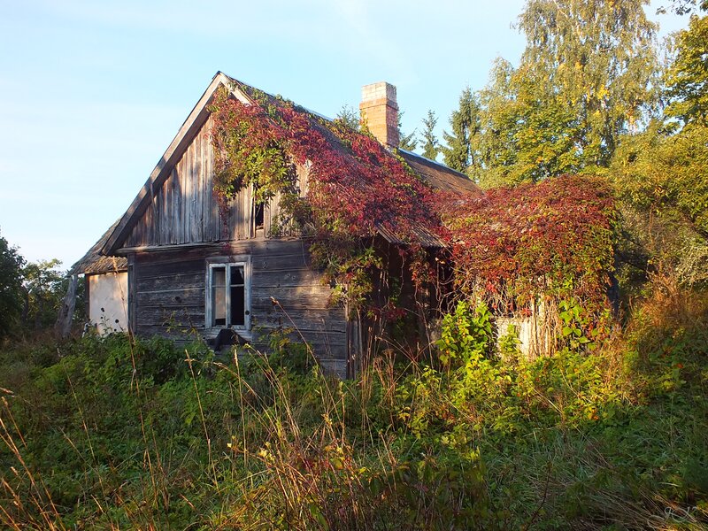 Abandoned Wooden House — Green, Serene