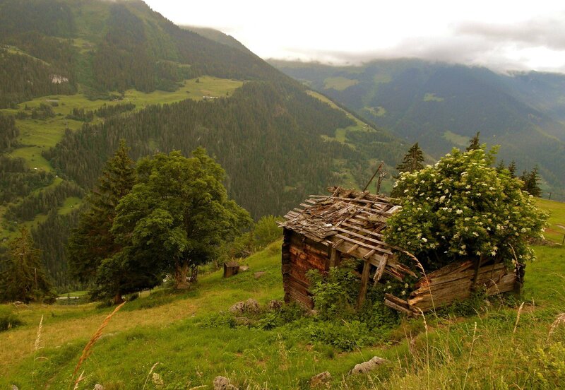 Abandoned Wooden Hut — Green, Serene, Afternoon