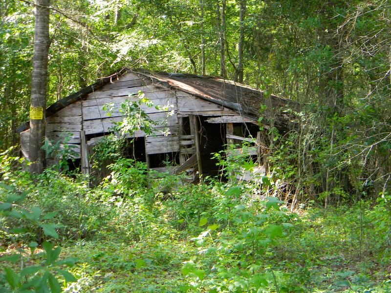 Abandoned Wooden Shed — Green