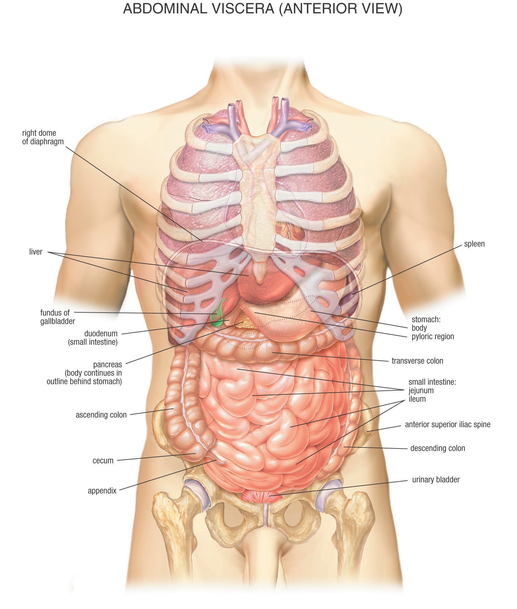 Abdominal viscera anterior view