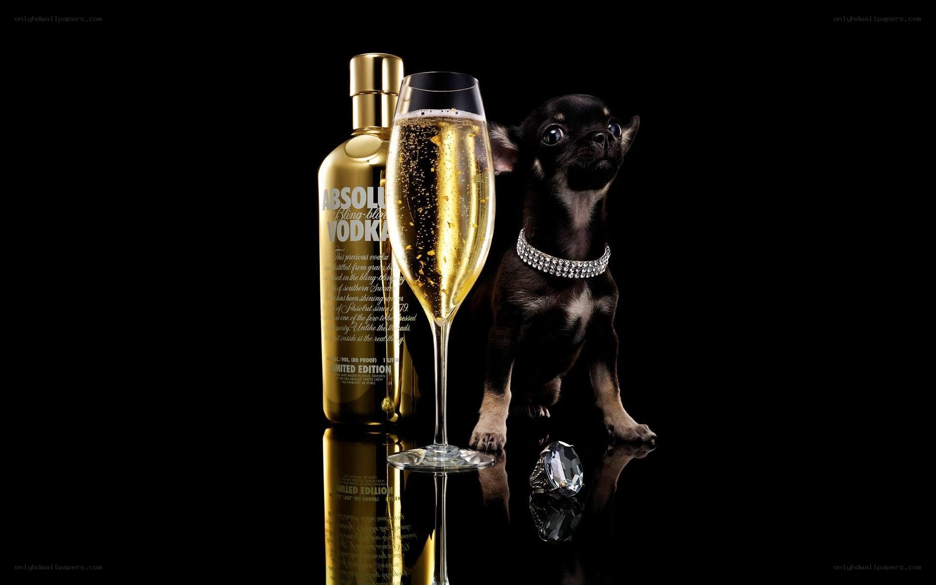 Absolut Vodka with dog