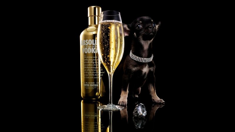 Absolut Vodka with dog and champagne