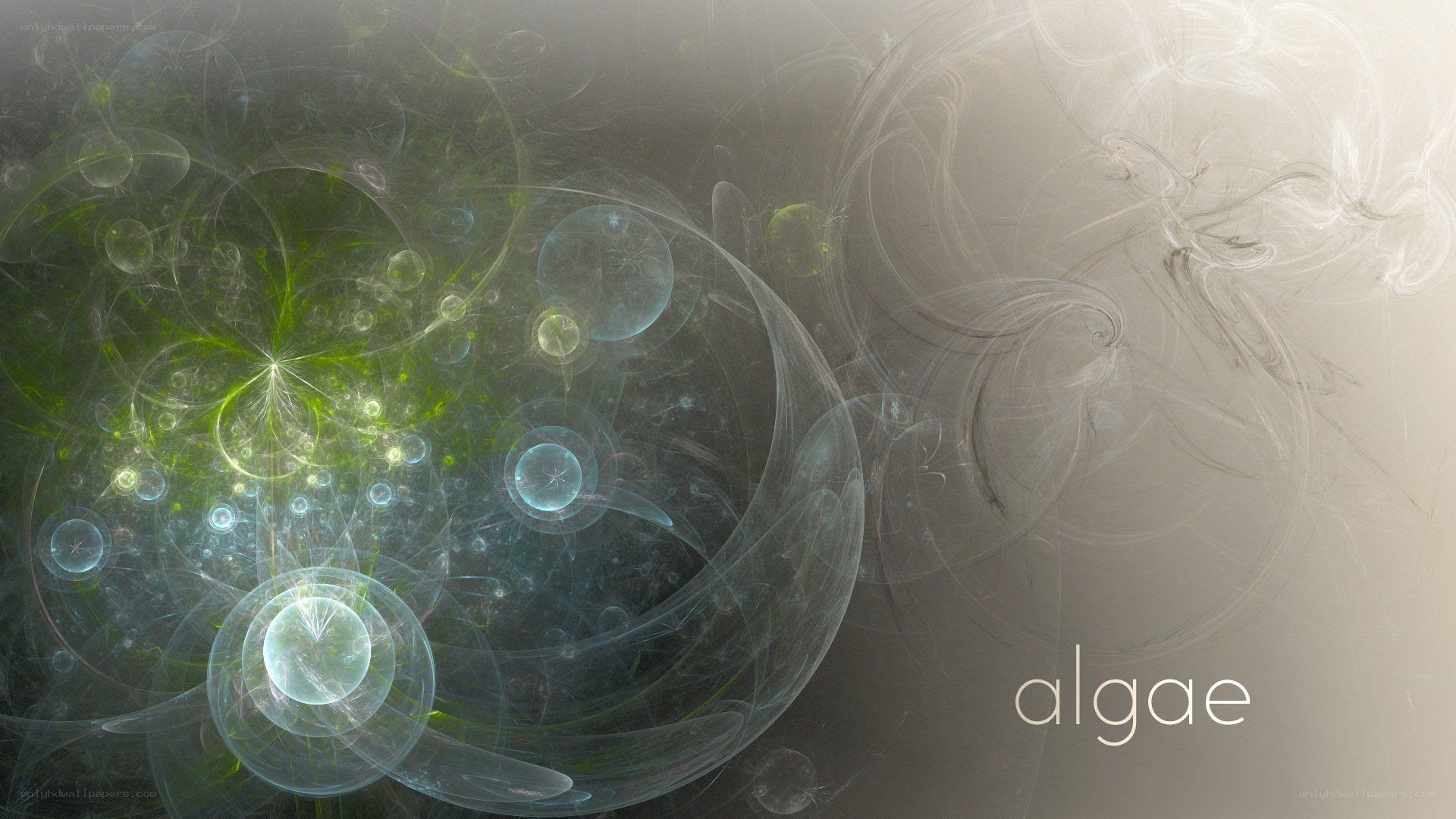 Abstract algae fractal art