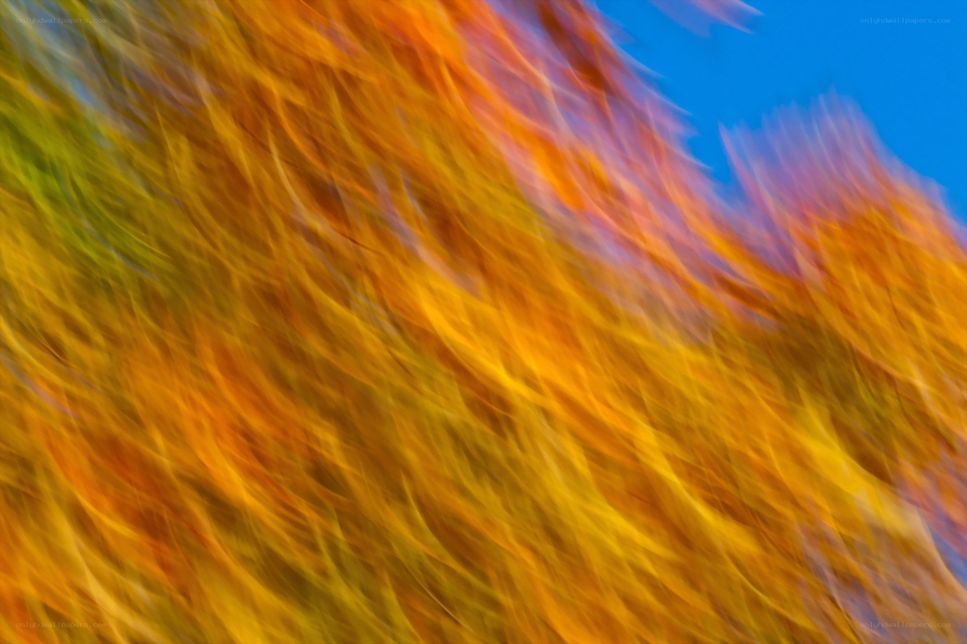 Abstract autumn motion blur