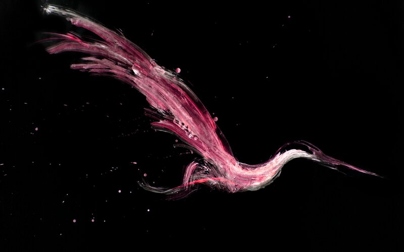 Abstract Bird Form