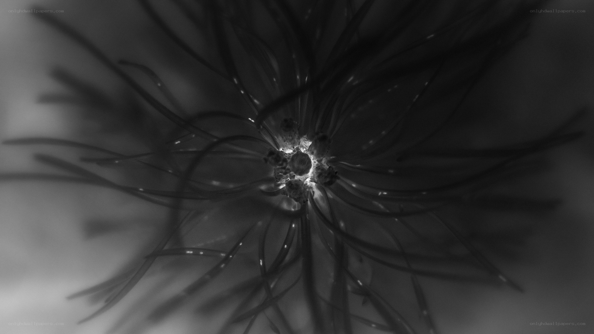 Abstract black and white filament structure