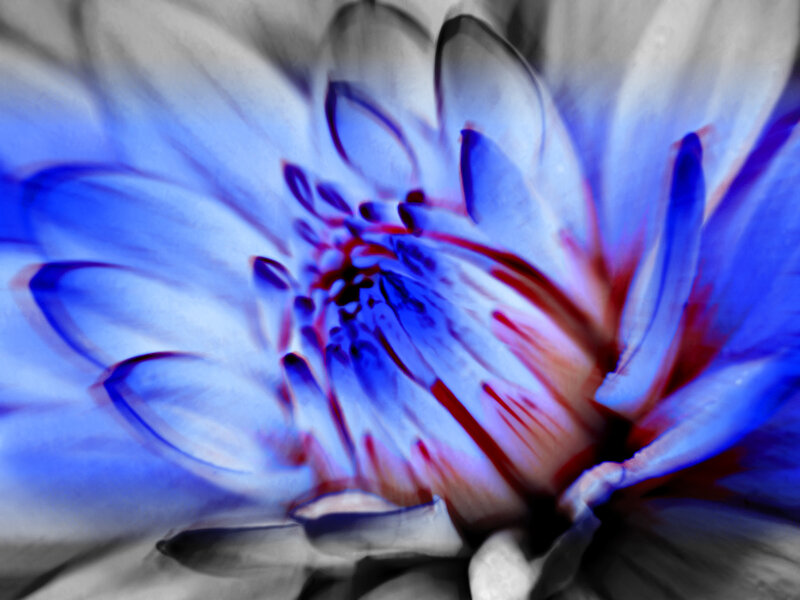 abstract blue flower close-up