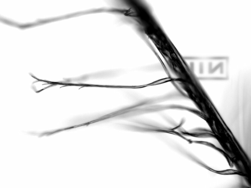 abstract branch pattern