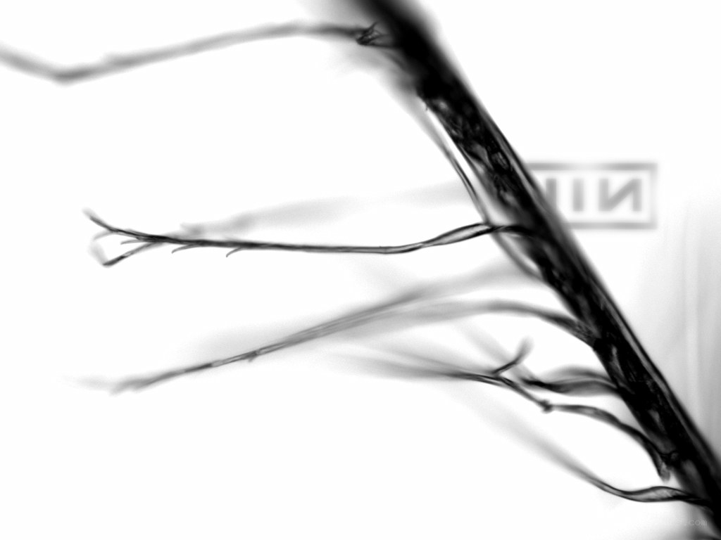 abstract branch pattern