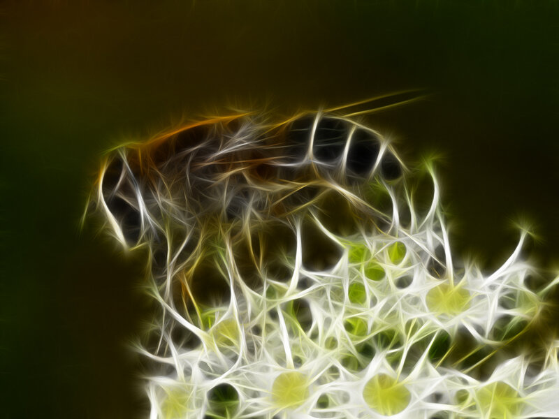 Abstract dandelion seed head