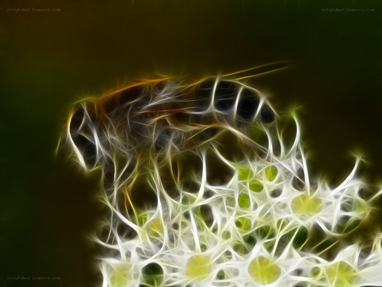 Abstract dandelion seed head