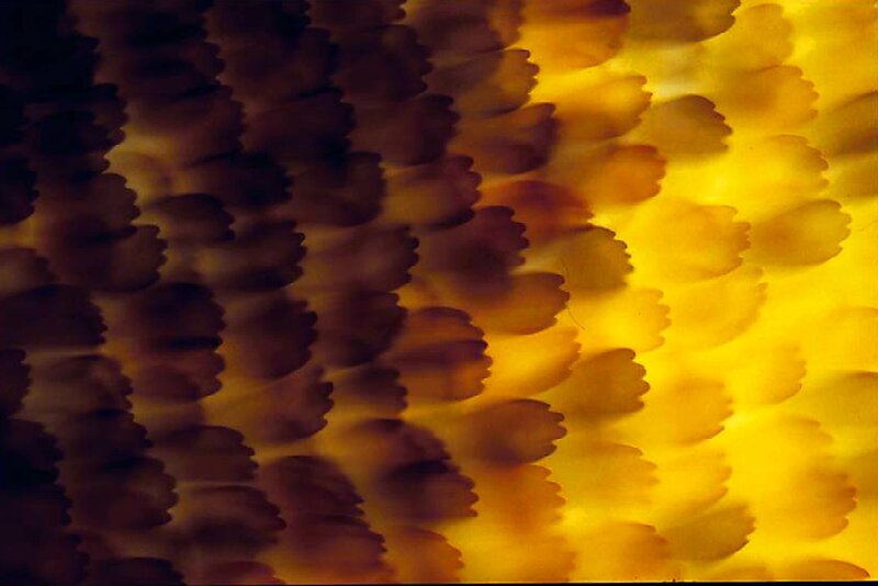 Abstract feather pattern
