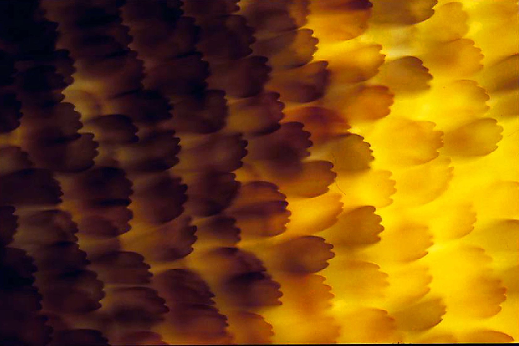 Abstract feather pattern