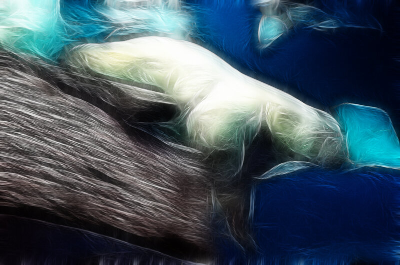 abstract feather texture