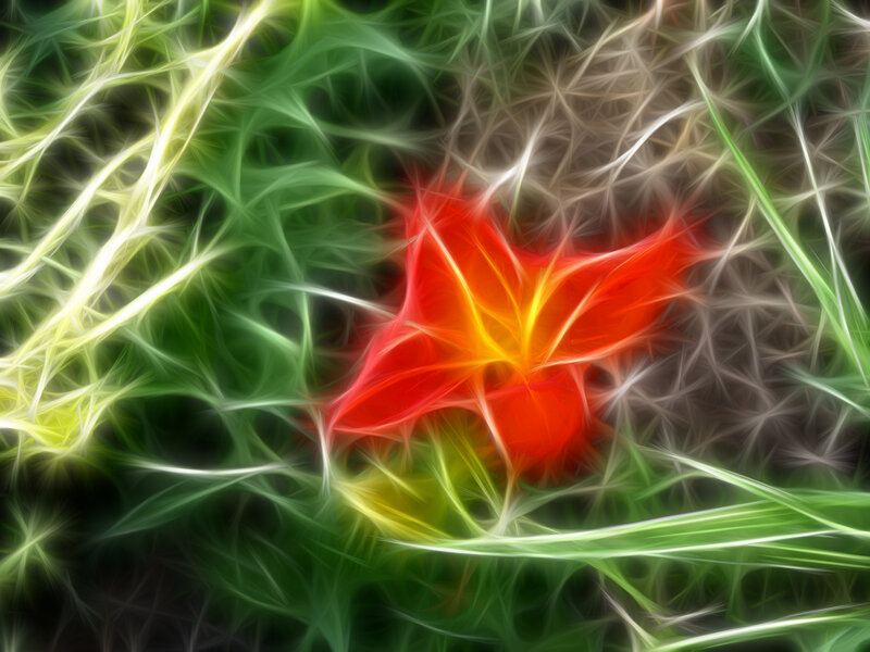 Abstract floral fractal design