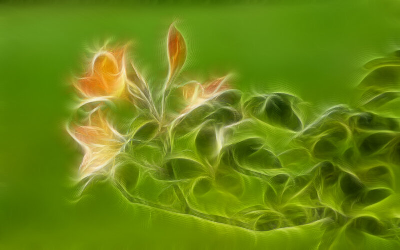 Abstract floral motion