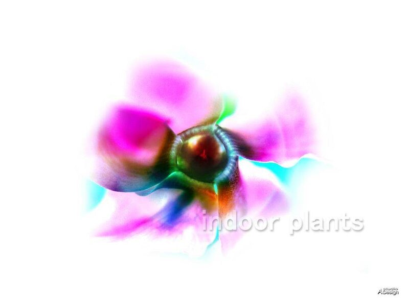 Abstract Flower Bloom