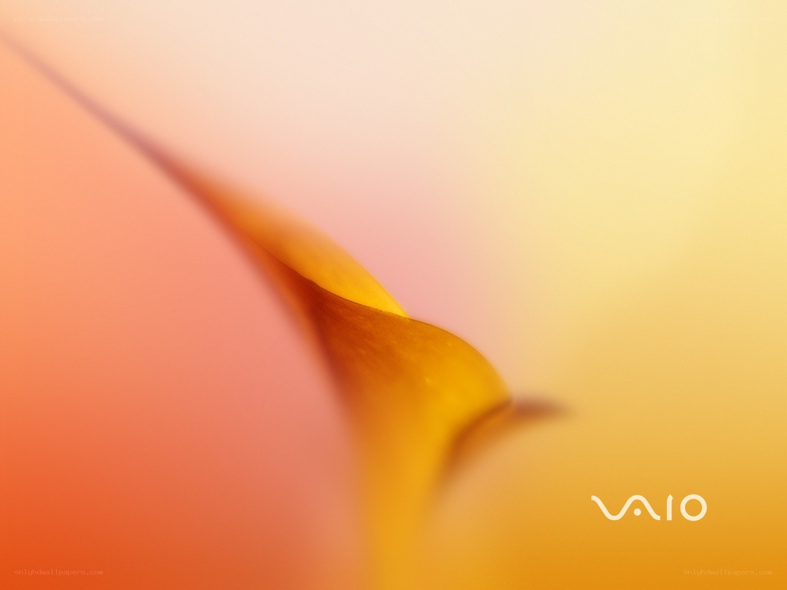 abstract flower petal close-up