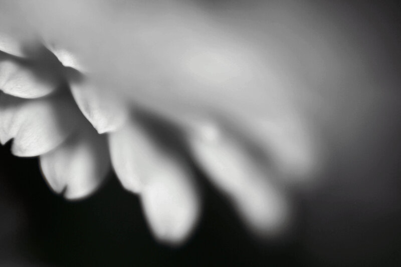 abstract flower petals