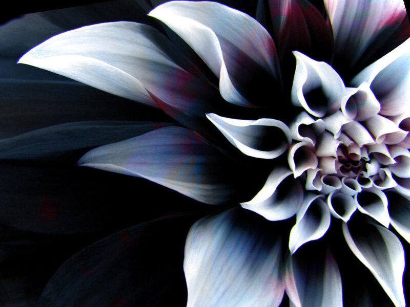 Abstract flower with dark petals
