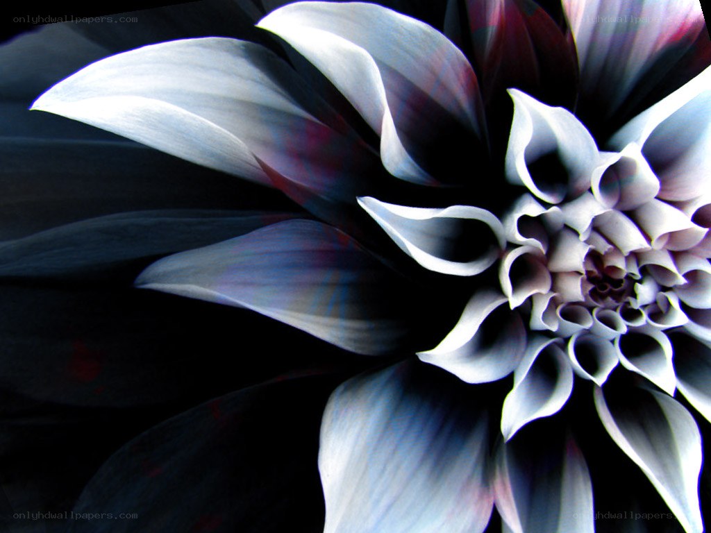 Abstract flower with dark petals