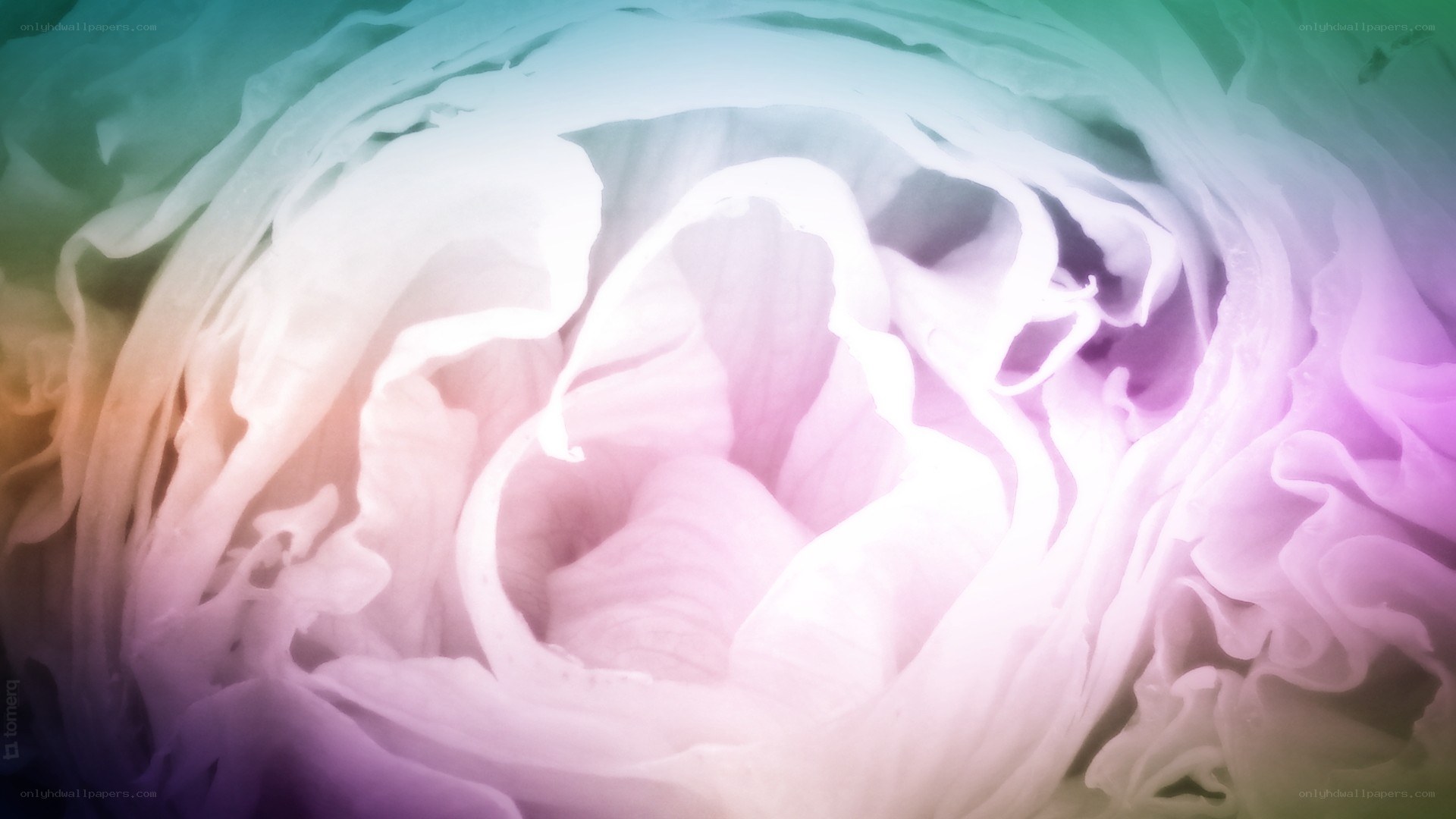abstract flower with soft colors
