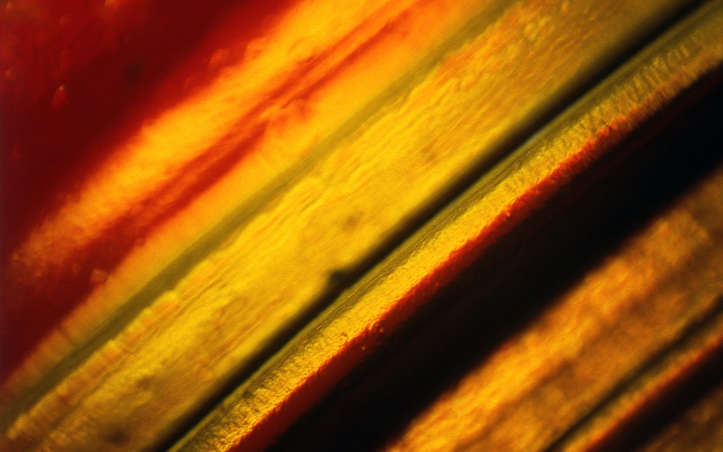 Abstract golden lines