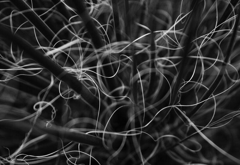 Abstract grass fibers in monochrome