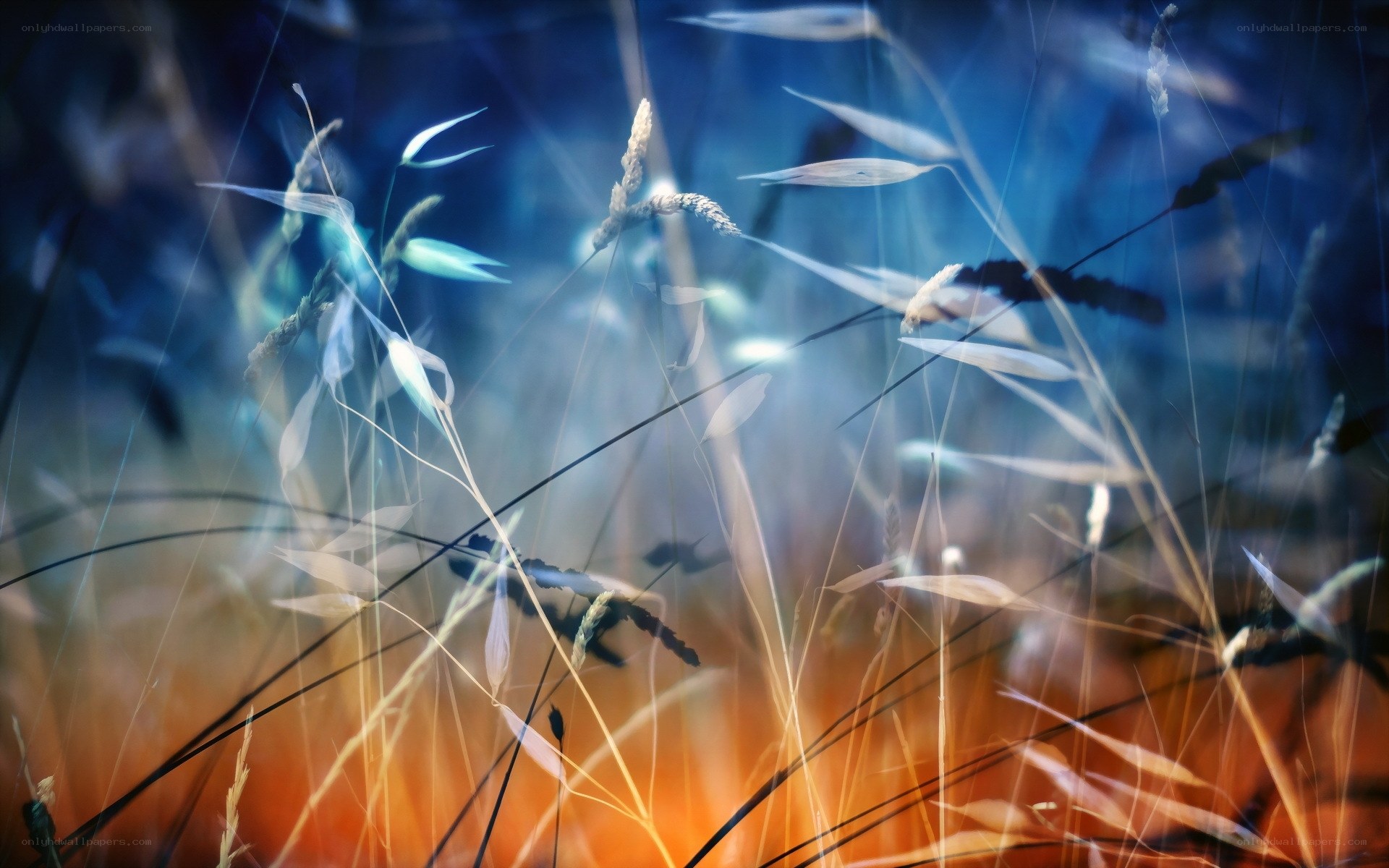 Abstract grasses in blue and orange