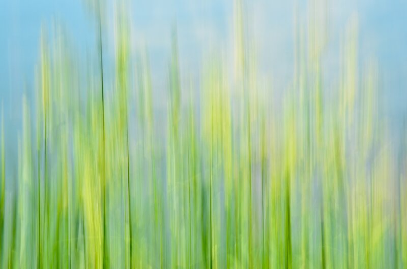 abstract green grass motion