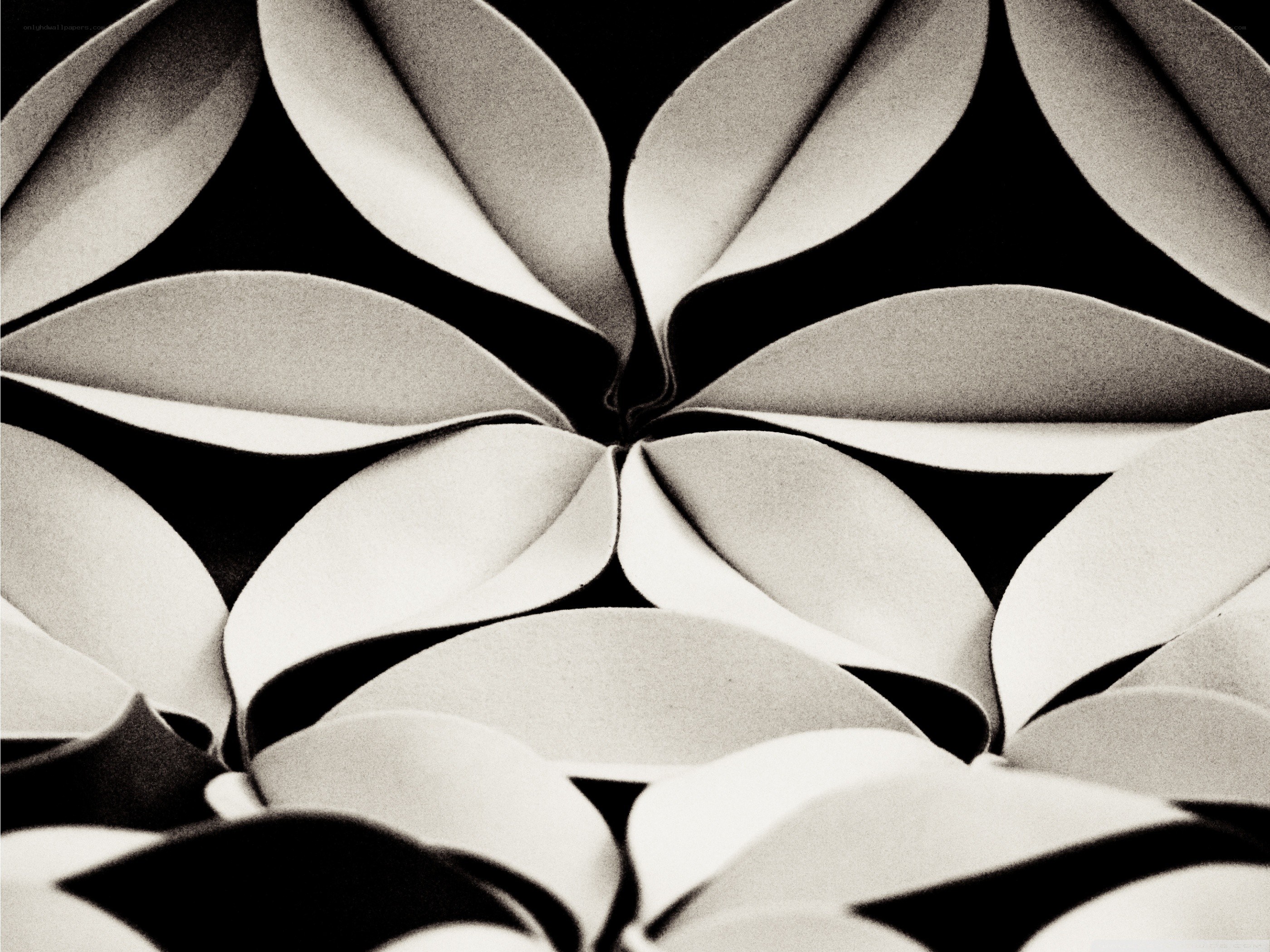 Abstract leaf pattern design
