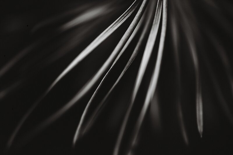 Abstract leaf pattern in black and white