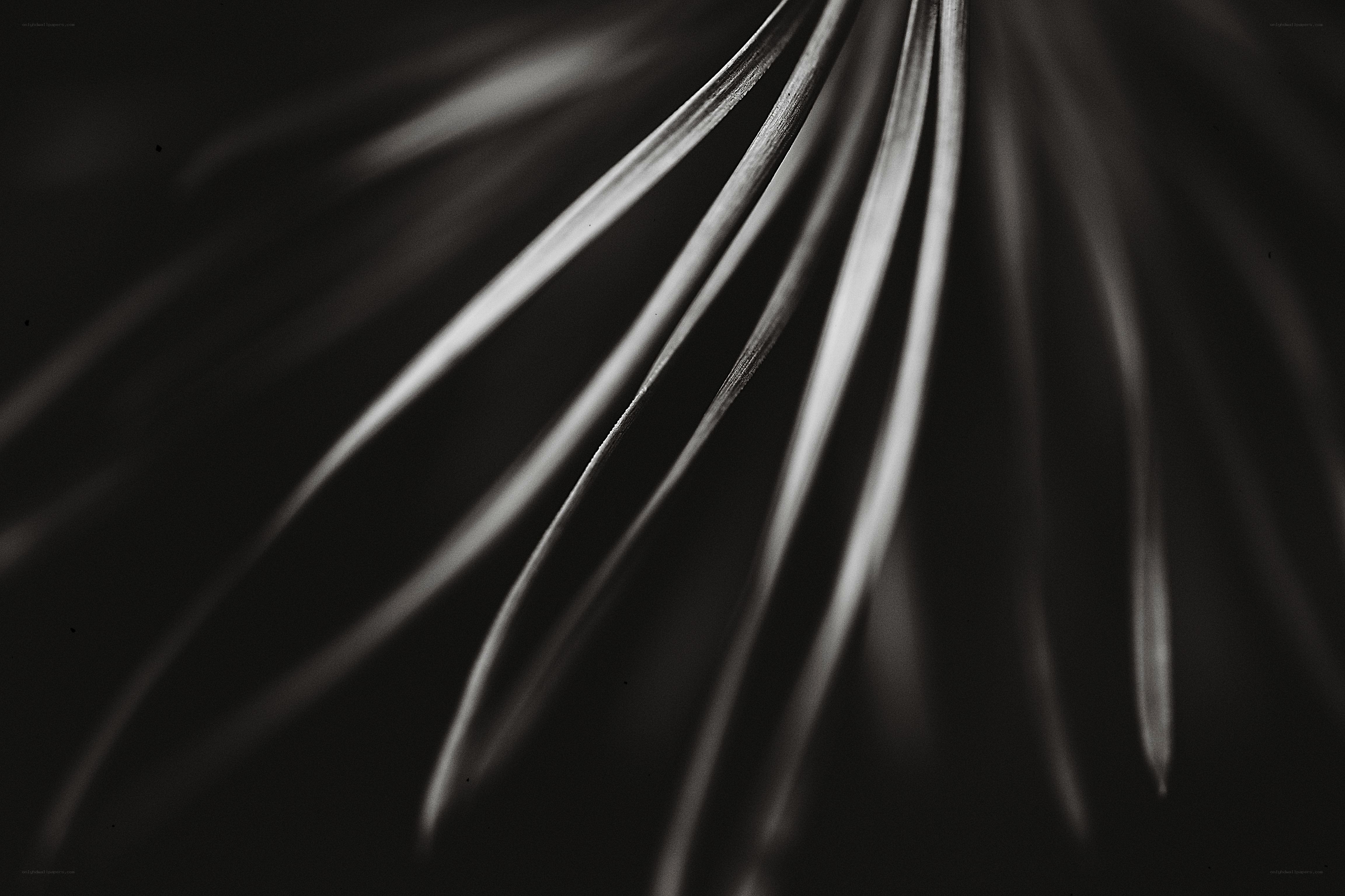 Abstract leaf pattern in black and white