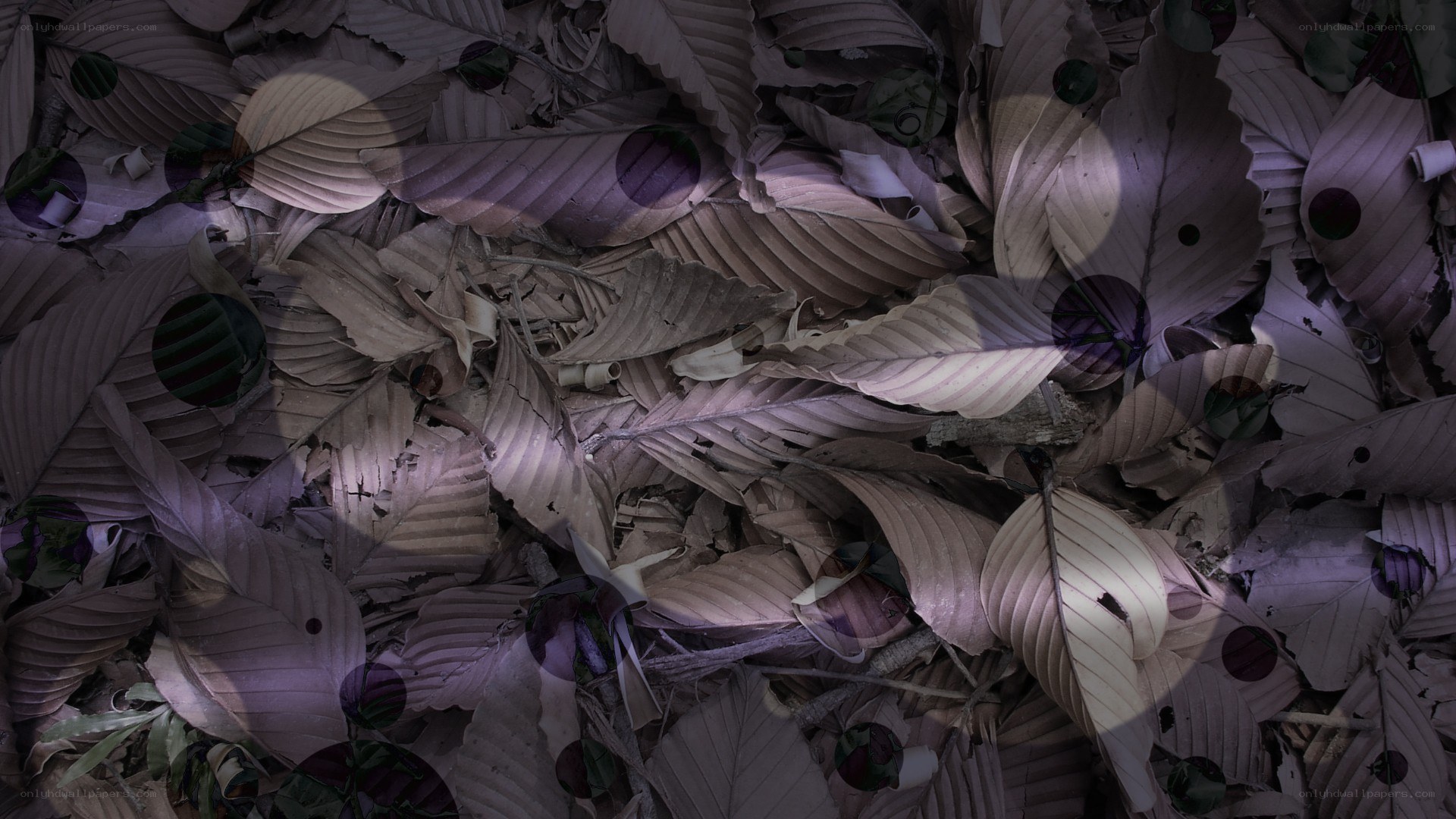 abstract leaf pattern with circles