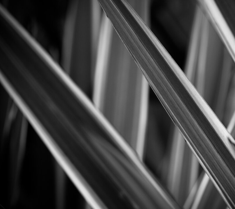 abstract leaf patterns