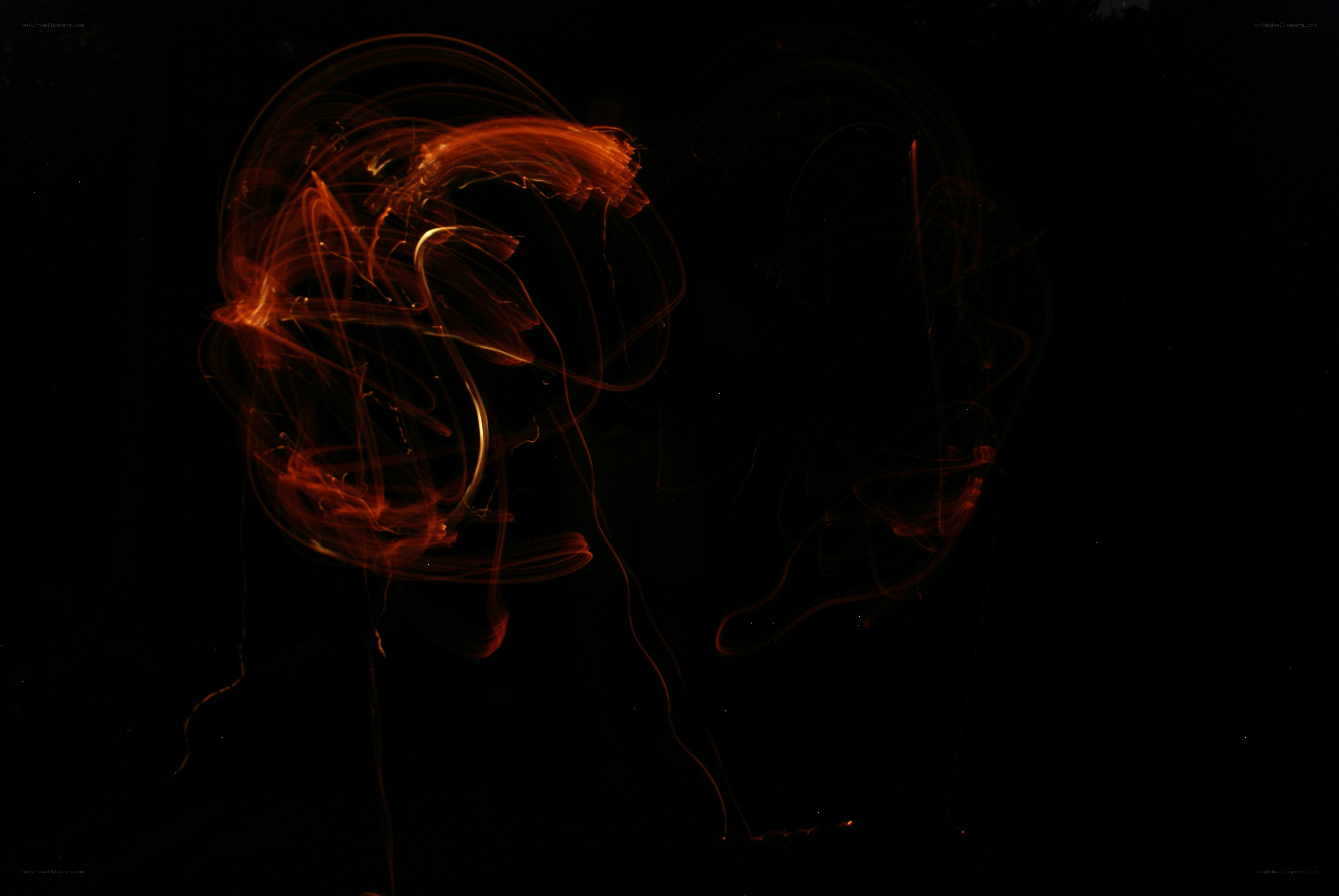 Abstract light trails on black