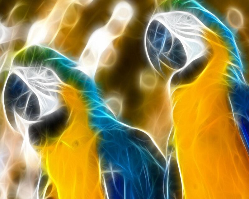 Abstract parrot art