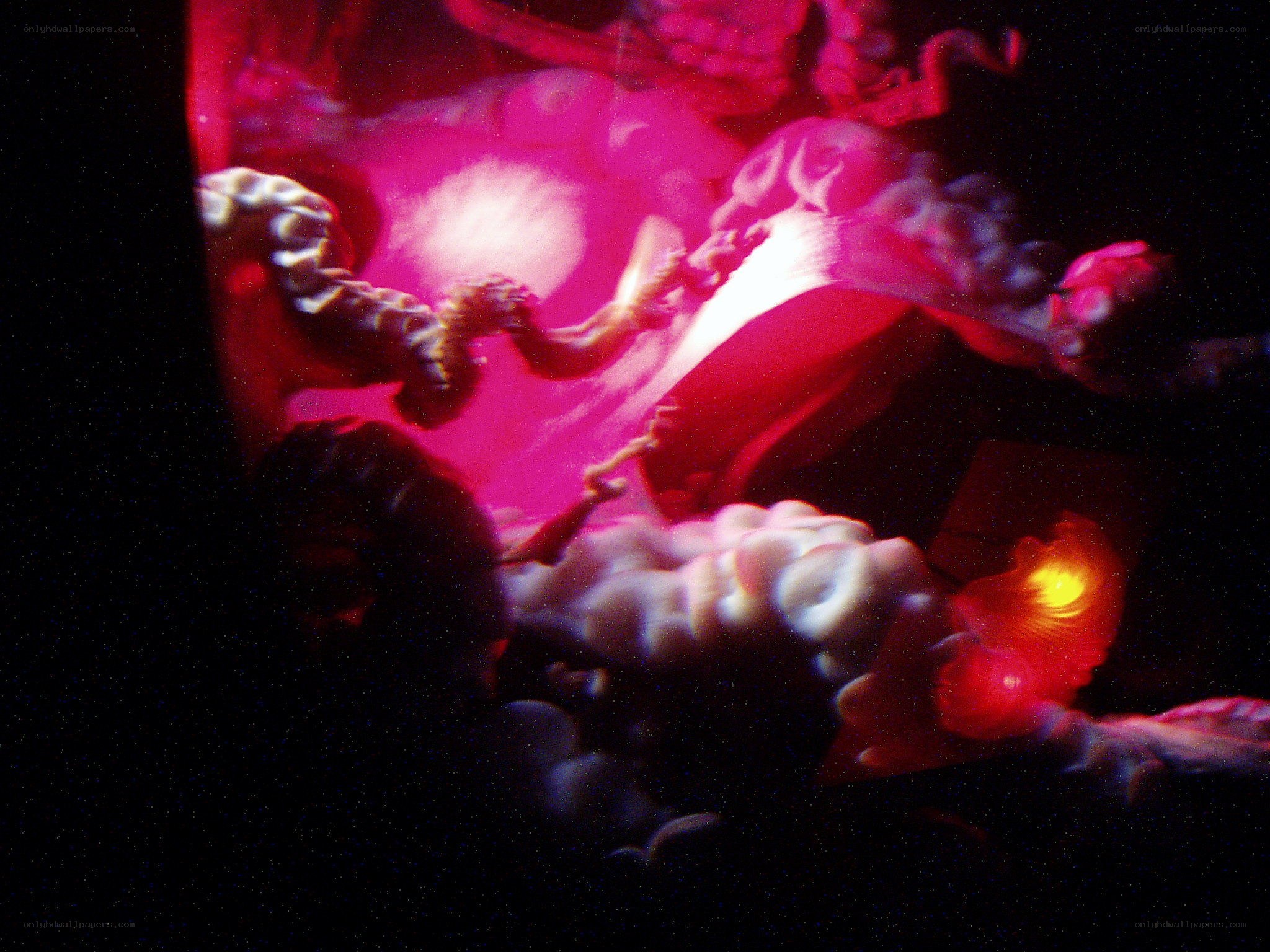 Abstract pink and red light display