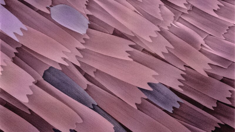 abstract pink feather pattern