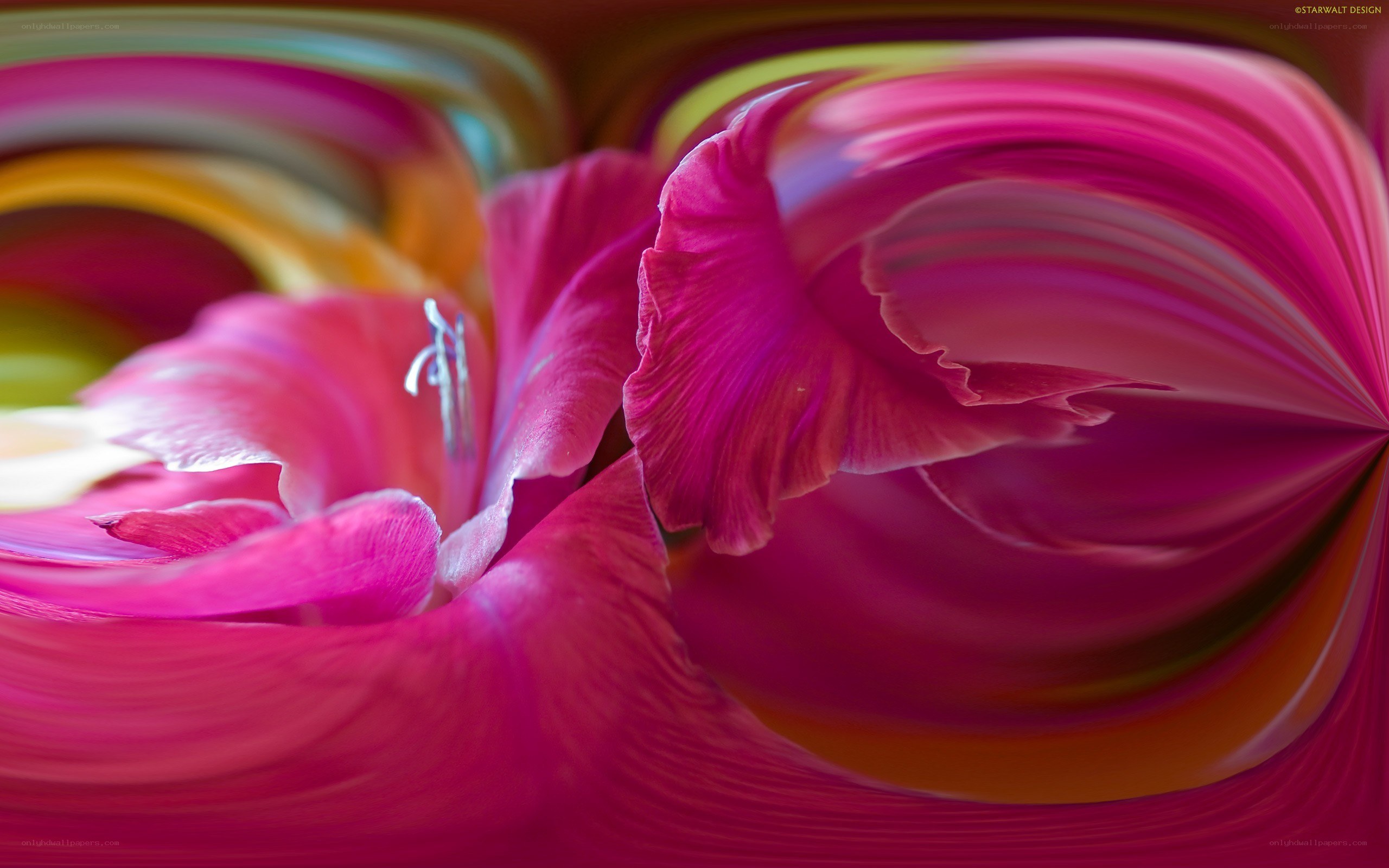 Abstract pink flower swirl