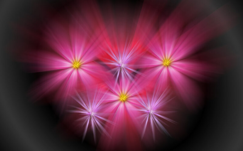 Abstract pink starburst flowers