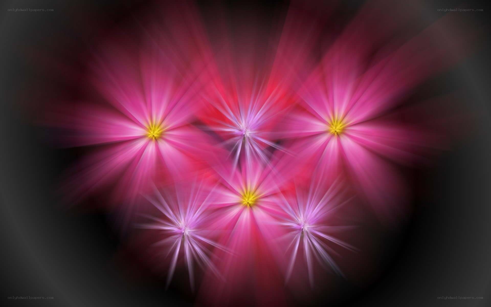 Abstract pink starburst flowers