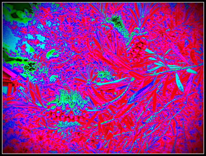 Abstract Plant Forms