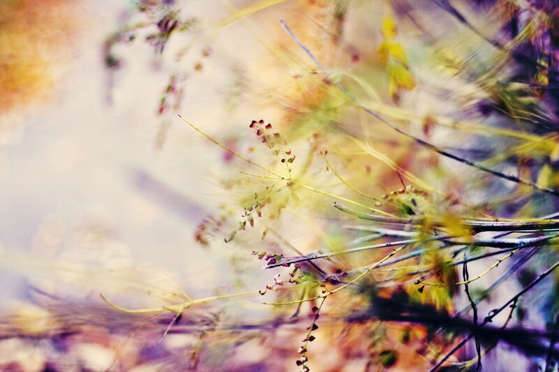Abstract plant motion blur