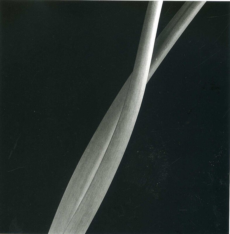 abstract plant stem close-up