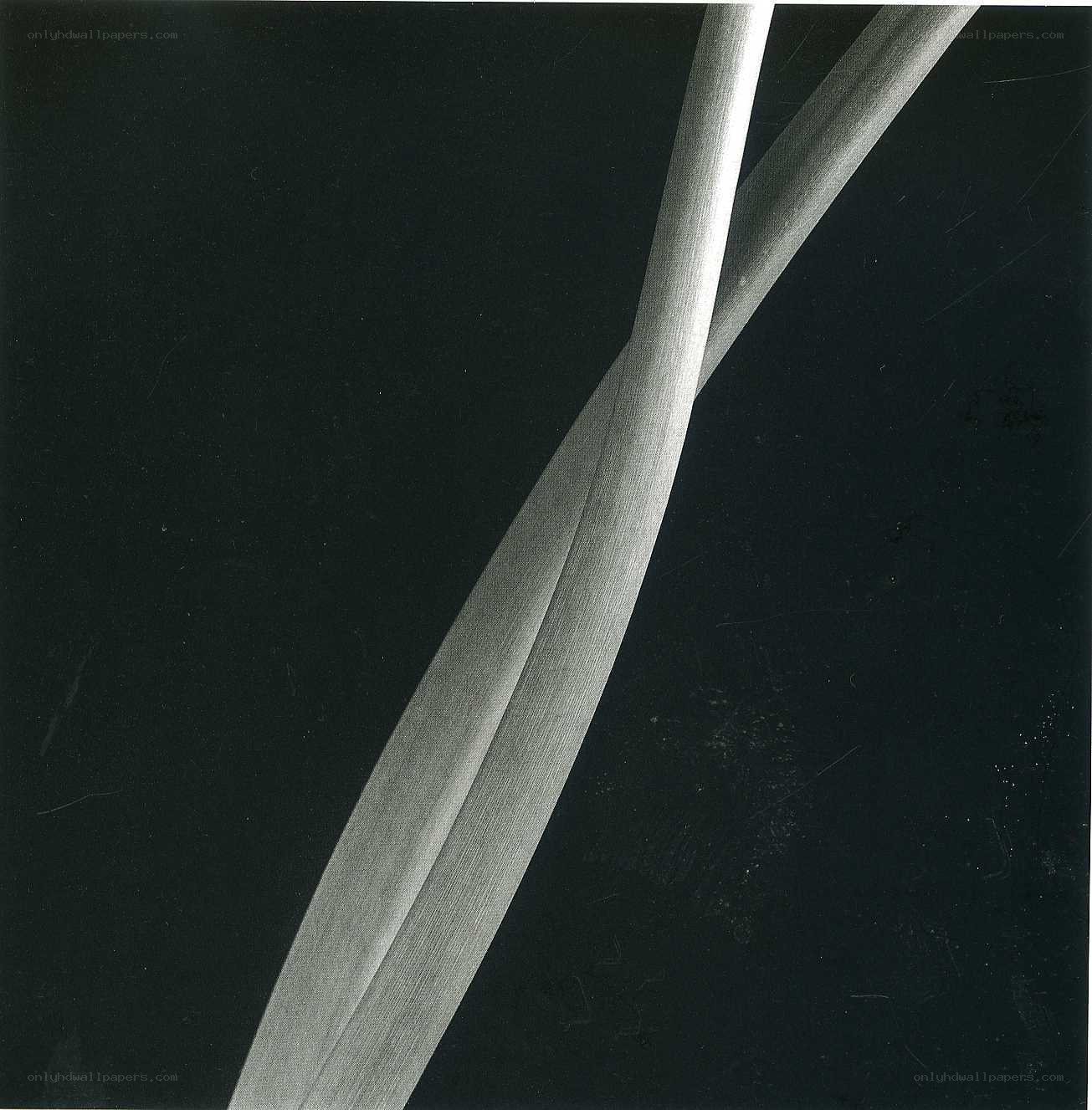 abstract plant stem close-up