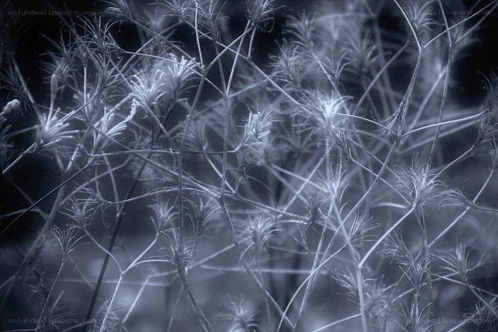 Abstract plant stems in monochrome